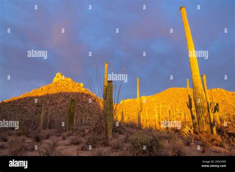 Sunset in the Sonoran Desert Stock Photo - Alamy