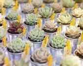Items similar to 12 Colorful Collection Succulents in Silver pails, Great Wedding, Garden Party ...