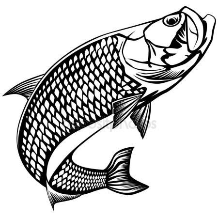 Tarpon Drawing at GetDrawings | Free download