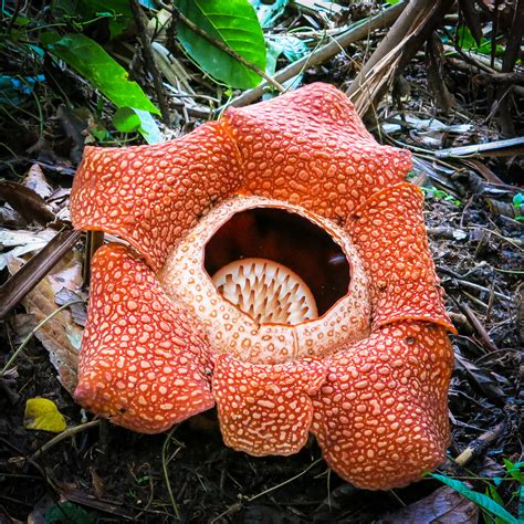 Rafflesia, the biggest flower in the world! - Explore More