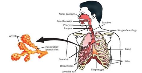 Human-Respiratory-system Important Diagrams for CBSE Class 10 Biology | Human respiratory system ...