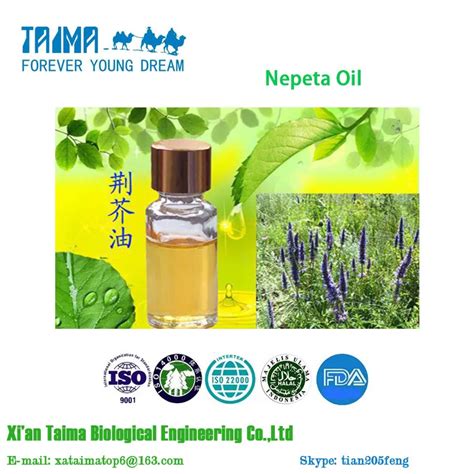 Containg Pulegone Nepeta Essential Oils Pharmaceutical Grade Nepeta ...