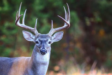 Good season forecast for white-tailed deer hunting - Texas Farm Bureau