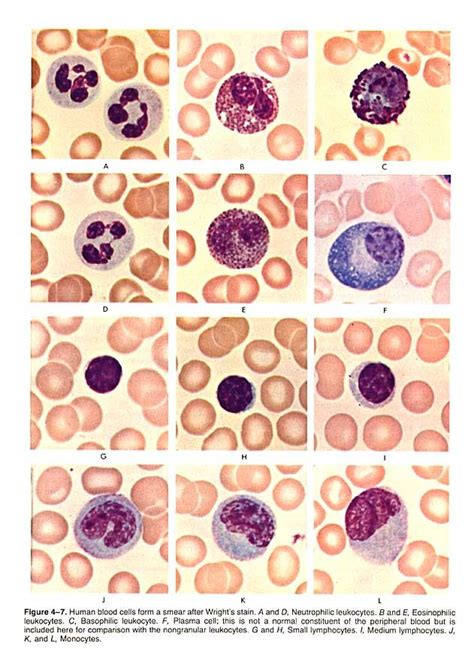 HistoLab3a.htm | Hematología, Microbiología, Histología