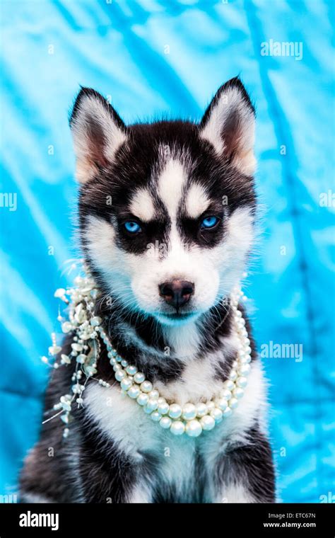 Alaskan Husky Puppies wearing jewelry portraits Stock Photo - Alamy