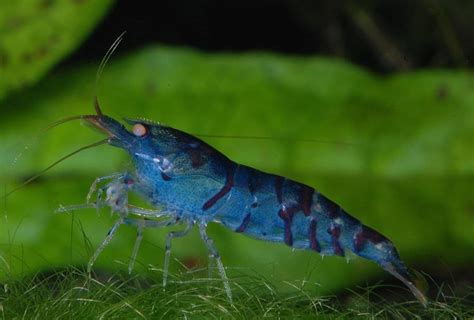 15 Popular Freshwater Shrimp Species (With Pictures): Complete Guide