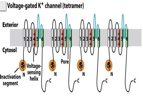 Voltage gated potassium channel. | Download Scientific Diagram