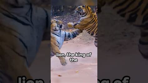 Lion vs.Tiger – Strength, Speed, and Survival Instincts Compared #LionVsTiger #WildlifeBattle ...