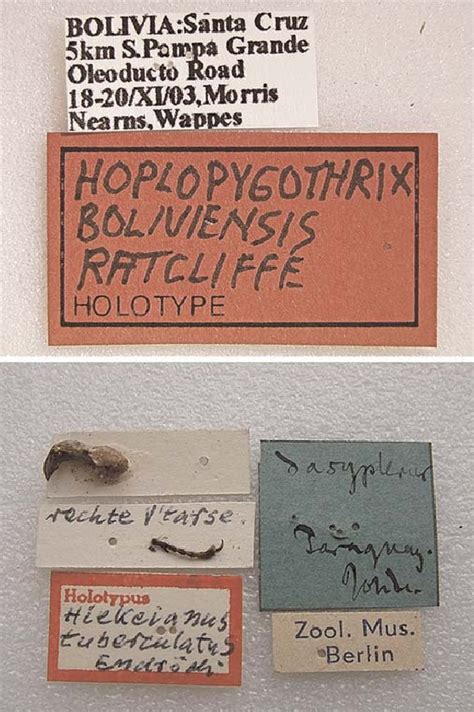 Styles of holotype labels: entirely red and outlined in red. | Download Scientific Diagram