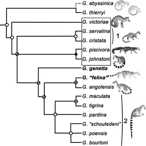 7 For colour version see Plate 3. Synthetic tree of the genets from ...