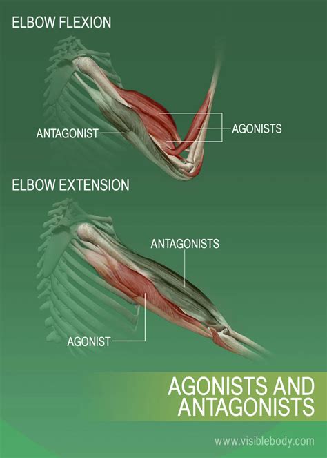 Agonists, antagonists, and synergists of muscles in 2020 | Muscle ...