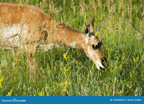 Pronghorn `American Antelope` Doe in Custer State Park Stock Image - Image of custer, calf ...