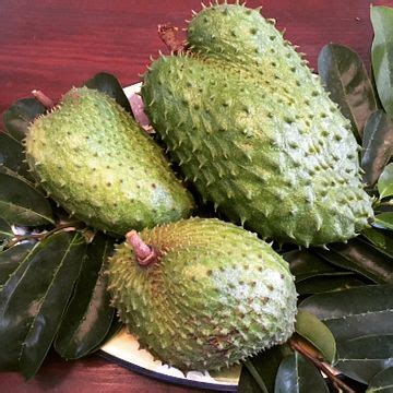 Soursop or corossol (Annona muricata) is a miracle fruit and known well in the Caribbean and ...