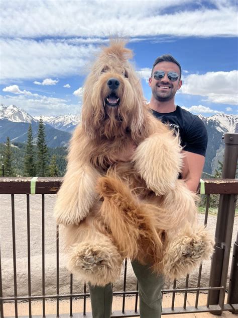 Brodie is back: TikTok’s beloved adventuring pup returns to the Mountain Games | VailDaily.com