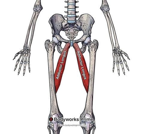 Adductor Longus Muscle Anatomy - Bodyworks Prime