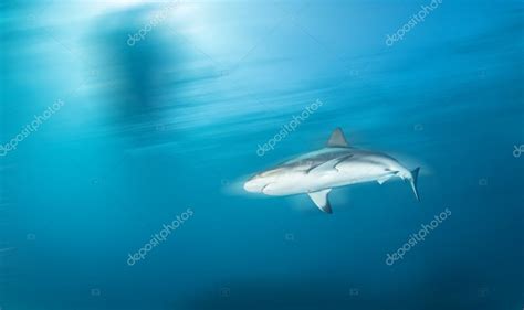 Caribbean reef shark Stock Photo by ©Divepics 100915884