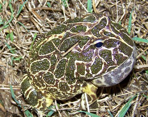 Anfibios de Ucacha - Amphibian Ucacha: Ceratophrys sp