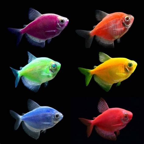 How To Tell If My Glofish Are Pregnant | My Aquarium Club