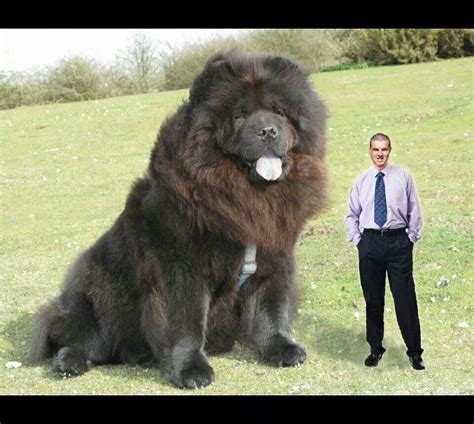 Grootste hond | Worlds biggest dog, Huge dogs, Big dog breeds