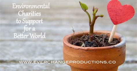 Environmental Charities to Support for a Better World