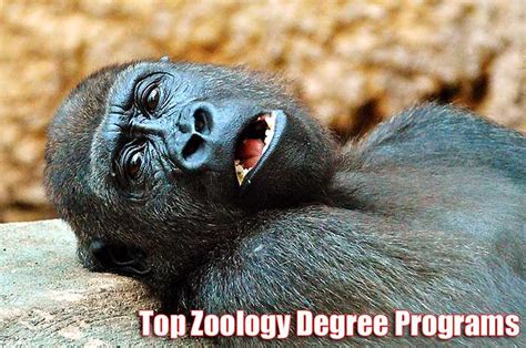 Top 5 Colleges For Zoology in USA | Top Zoology Graduate Programs