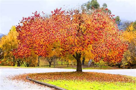 Cercis canadensis 'Forest Pansy' (Redbud)