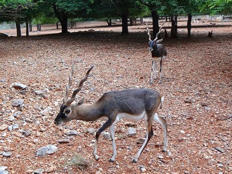 Royalty free antelope-cervicapra photos | Pikist