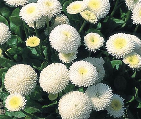 English Daisy White Seeds - Bellis Perennis Super Enorma