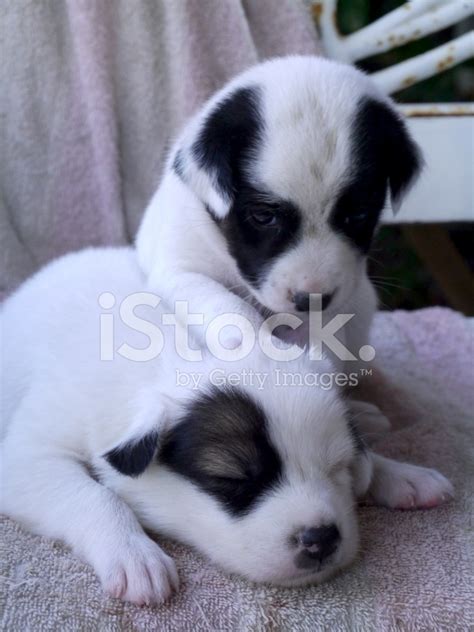 Baby Dog Sleeping. Stock Photo | Royalty-Free | FreeImages