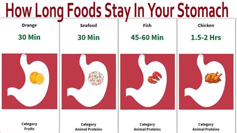 Meat Digestion Time Chart