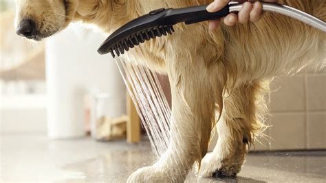 DogShower Takes the Stress Out of Washing the Dog