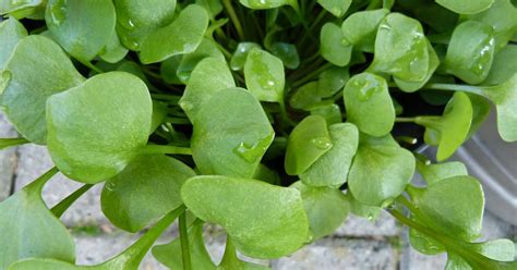 Purslane leaves and the benefits they have for the body