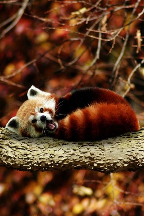 1000+ images about The Fox Panda on Pinterest