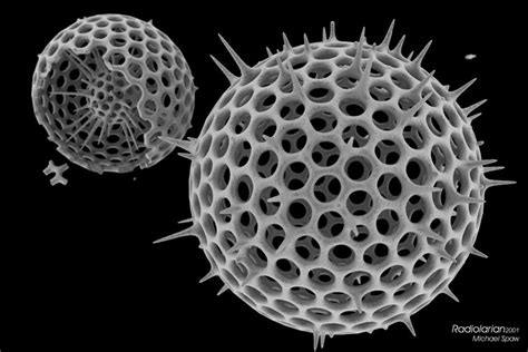 Radiolarian @ Morphographic