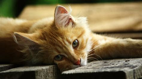 Cat HD Wallpapers 1080p (64+ images)