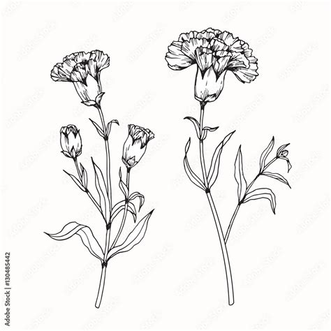 Hand drawing flowers. Carnation flower vector illustration and clip art on white backgrounds ...