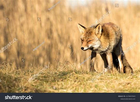 Red Fox Standing Nature Background National Stock Photo 2179437043 | Shutterstock