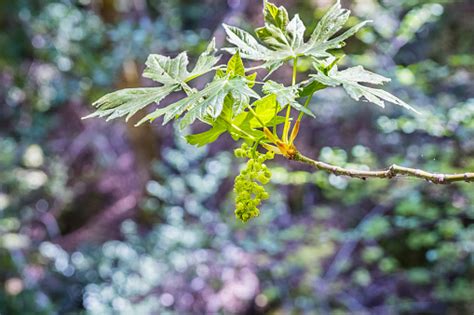 Bigleaf Maple Leaves And Flowers Stock Photo - Download Image Now - iStock