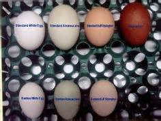 Bantam vs. Standard egg | Chicken egg colors, Lavender orpington ...