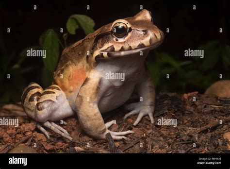 The smoky jungle frog (Leptodactylus pentadactylus) is the largest frog ...