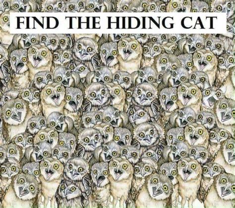 Can you find the hidden cat? - GirlsAskGuys