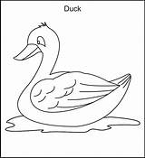Free Printable Duck Coloring Pages For Kids sketch template