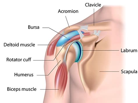 Shoulder & Elbow | Causes of Shoulder Pain, Treatment, & More