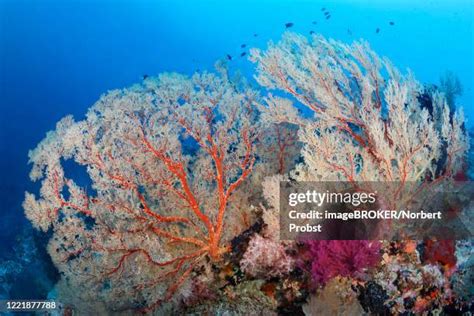 107 Tubbataha Reef National Marine Park Stock Photos, High-Res Pictures ...