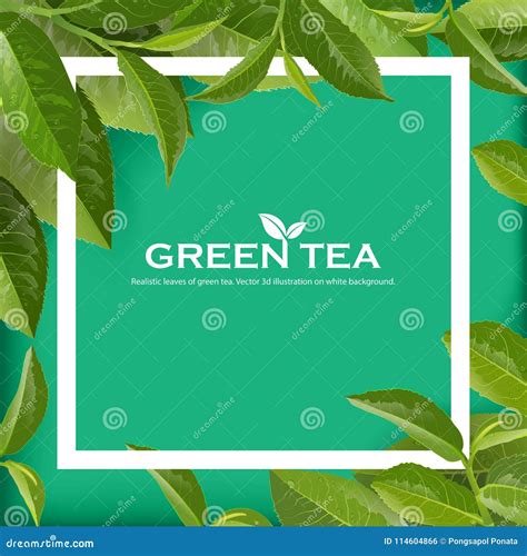 Green Tea Leaves Vector Nature Background. Stock Illustration ...