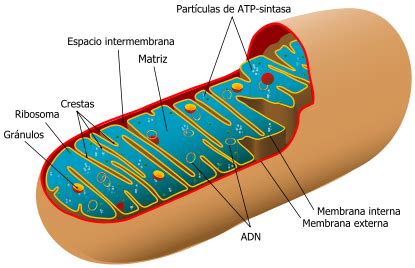 Mitocondria - Wikipedia, la enciclopedia libre