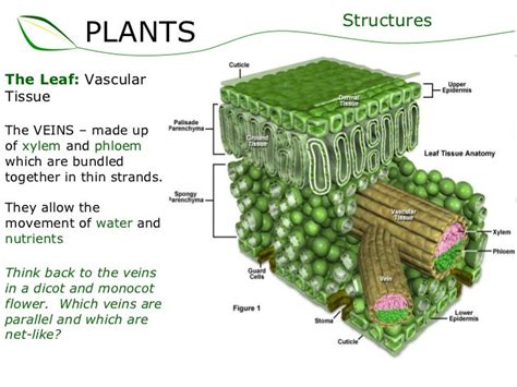 01 plants part 2 (slideshare)