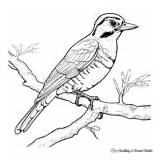 Woodpecker Coloring Pages  Free & Printable sketch template