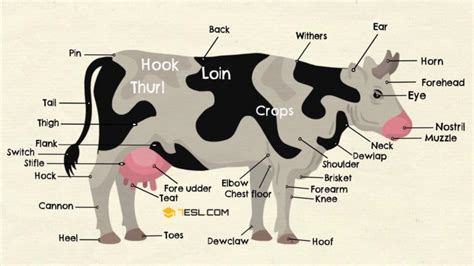 Parts of a Cow Vocabulary in English with Pictures • 7ESL