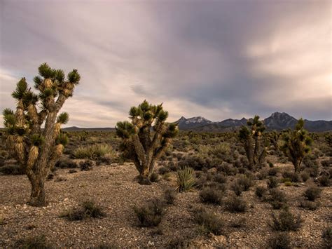 Spring Mountain National Recreation Area | Las Vegas, NV